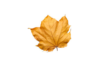 Autumn dry brown maple leaf. maple leaves. Warm colors of Autumn Isolated top view