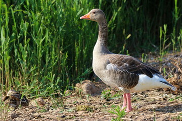Naklejka na ściany i meble Greylag goose (Anser anser) standing in the hot sun near the reeds, close up