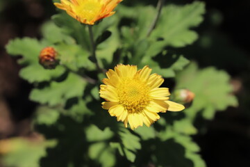 日本の秋の公園に咲く黄色いスプレーギクの花
