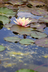 Beautiful water lilies in a garden pond. Selective focus.