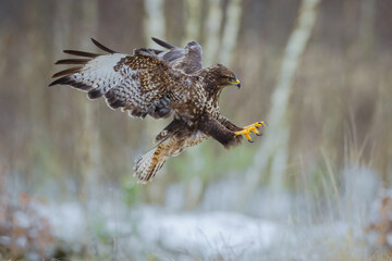 common buzzard buteo