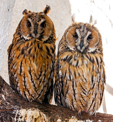 Two young owls on  tree sitting.