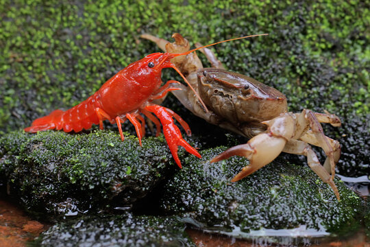 A field crab (Parathelphusa convexa) is ready to attack a crayfish (Cherax quadricarinatus) when they meet on a moss-covered rock by a river. Both of these animals like to prey on small fish.