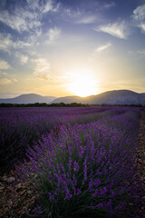 Champ de lavande en Provence au lever du soleil