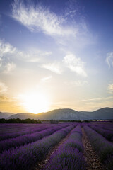 Obraz na płótnie Canvas Champ de lavande en Provence au lever du soleil