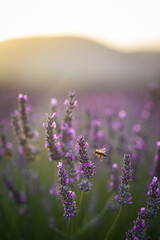 Obraz premium Abeille qui butine dans un champ de lavande en Provence au lever du soleil