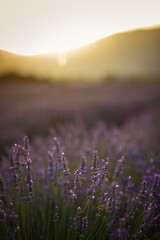 Fototapeta premium Champ de lavande en Provence au lever du soleil