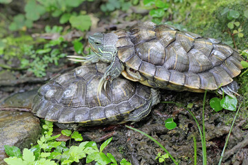 Two red eared slider tortoises are basking on the moss-covered ground on the riverbank. This...