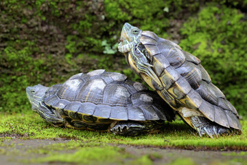 Two red eared slider tortoises are basking on the moss-covered ground on the riverbank. This...