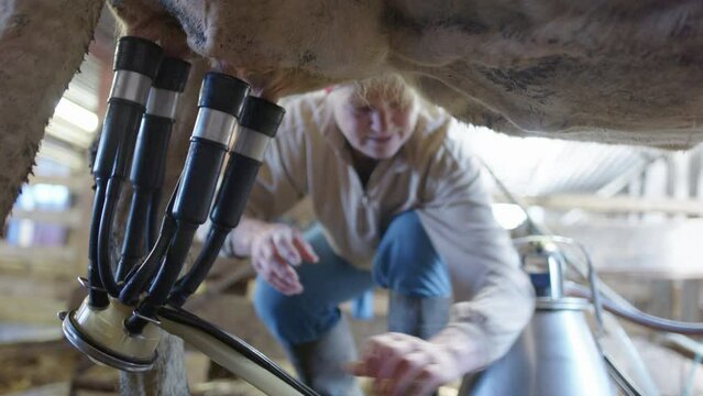 The farmer attaches all four suckers to the teats so milking can begin, Sweden