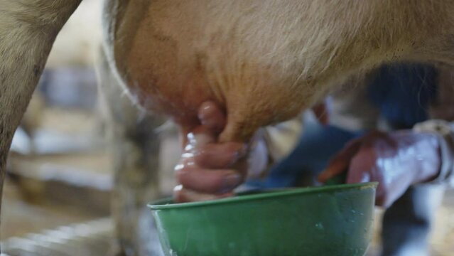 CLOSEUP, SHALLOW FOCUS - the teats are washed in preparation for milking