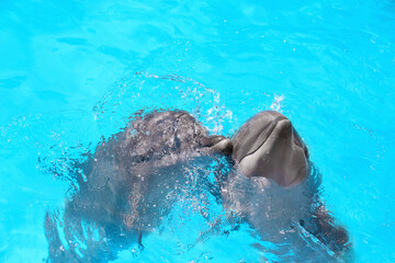 Dolphins swimming in pool at marine mammal park