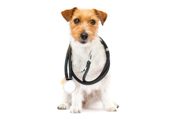 dog and stethoscope doctor veterinarian