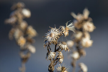 bokeh de flores secas