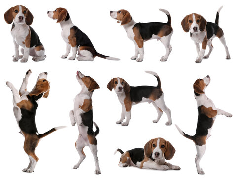 Collage with photos of cute dog on white background
