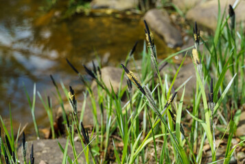 Blooming Sedge ‘Carex Nigra’(Carex melanostachya) Black or common sedge on garden pond shore. Nature concept for spring design