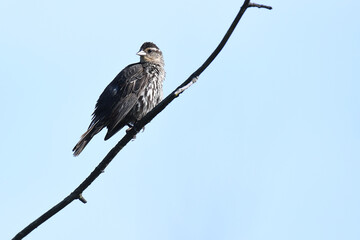 Red-winged Blackbird female perched on a branch under a blue sky
