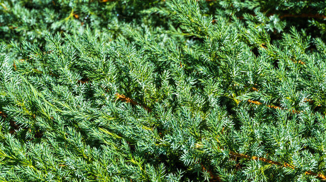 Original texture of Juniperus squamata Meyeri leaves. Blue with green background of shallow needles. Macro needles in sunlight. Elegant nature concept for design.