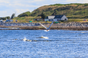 Naklejka premium A view of an artic stern flying stationary low over the sea along a rocky Scottish coastline
