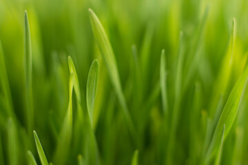 Fresh green grass background macro image.