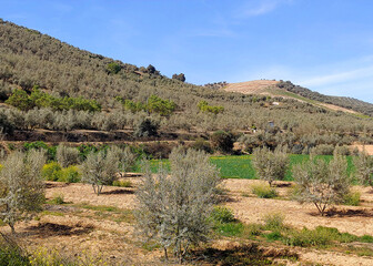 Olives in the meadows  of Granada