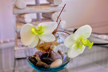 Fototapeta na wymiar Beautiful orchid flowers in a glass vessel with decorative stones