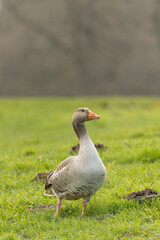 Grey Lag Goose anser anser  being alert on a meadow standing facing forward