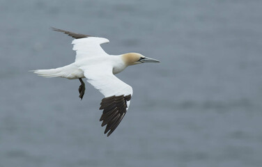 Fototapeta na wymiar Northern gannet flying (Morus bassanus)