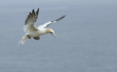 Fototapeta na wymiar Northern gannet flying (Morus bassanus)