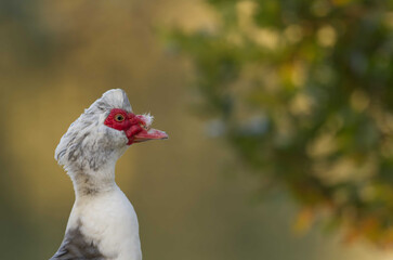 Close up muscovy duck (Cairina moschata) is a large duck

isolated from background copy space