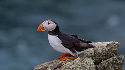 Atlantic puffin , also known as the common puffin (Fratercula arctica) stood on cliff top