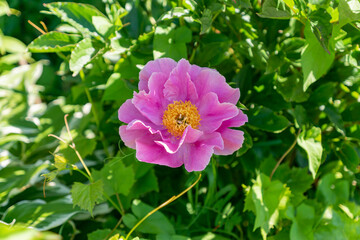 Fototapeta premium Beautiful bright pink peonies in the garden close up. Greenery lush fooliage. Selective focus