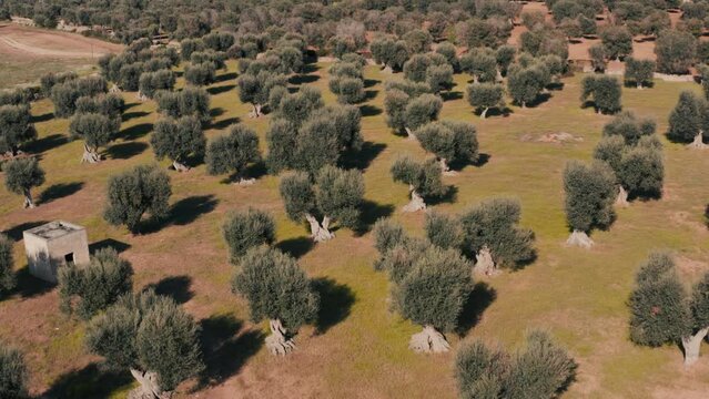 Uliveto Salento, Maruggio, Puglia