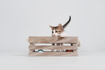 kitten playing in wood box