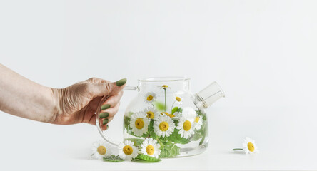 Women hand holding fresh brewed herbal chamomile tea in transparent glass tea pot at white background. Front view.