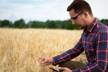 Naklejka na ściany i meble A farmer is holding a phone and wheat in his hands, Agronomist is using online data management software, creating yield maps in a wheat field, Precision farming.