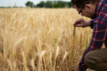 A farmer inspects and measures with a ruler the ears of wheat in an agricultural field. Rich...