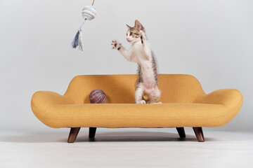 kitten cat playing on the coach sofa