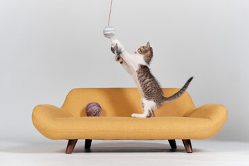 kitten cat playing on the coach sofa
