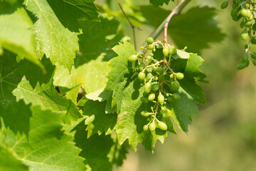 Young grapes and green leaves of vitis vinifera grapevine on sunny nature