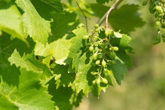 Young grapes and green leaves of vitis vinifera grapevine on sunny nature