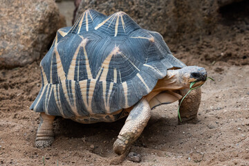Radiated tortoise walking on ground, Astrochelys radiata. Critically endangered tortoise species,...