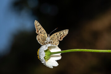 Early in the morning, dew-covered butterflies wait for the sun to come out and dry them to fly.
