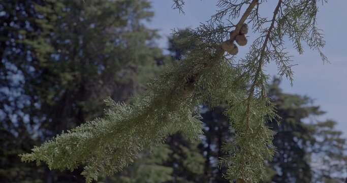 pine trunk detail seen from below.