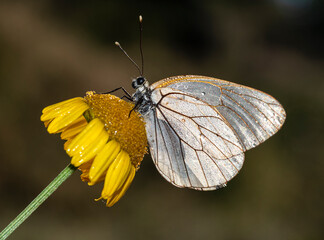 Early in the morning, dew-covered butterflies wait for the sun to come out and dry them to fly.