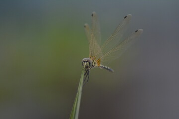 Dragonfly