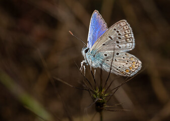 Early in the morning, dew-covered butterflies wait for the sun to come out and dry them to fly.