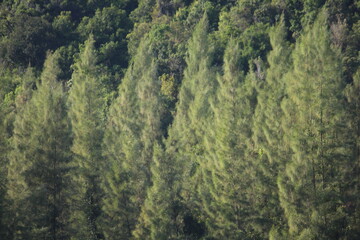 forest in the mountains landscape,green background