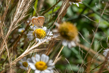 Early in the morning, dew-covered butterflies wait for the sun to come out and dry them to fly.