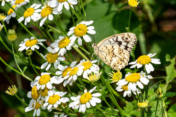 Early in the morning, dew-covered butterflies wait for the sun to come out and dry them to fly. © muratti6868
